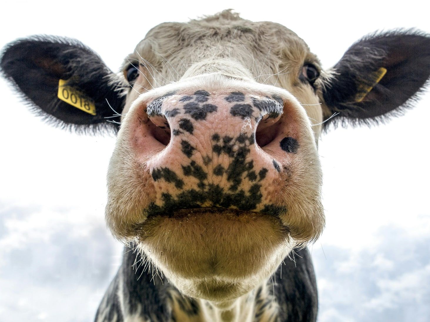 Close-up of a cow