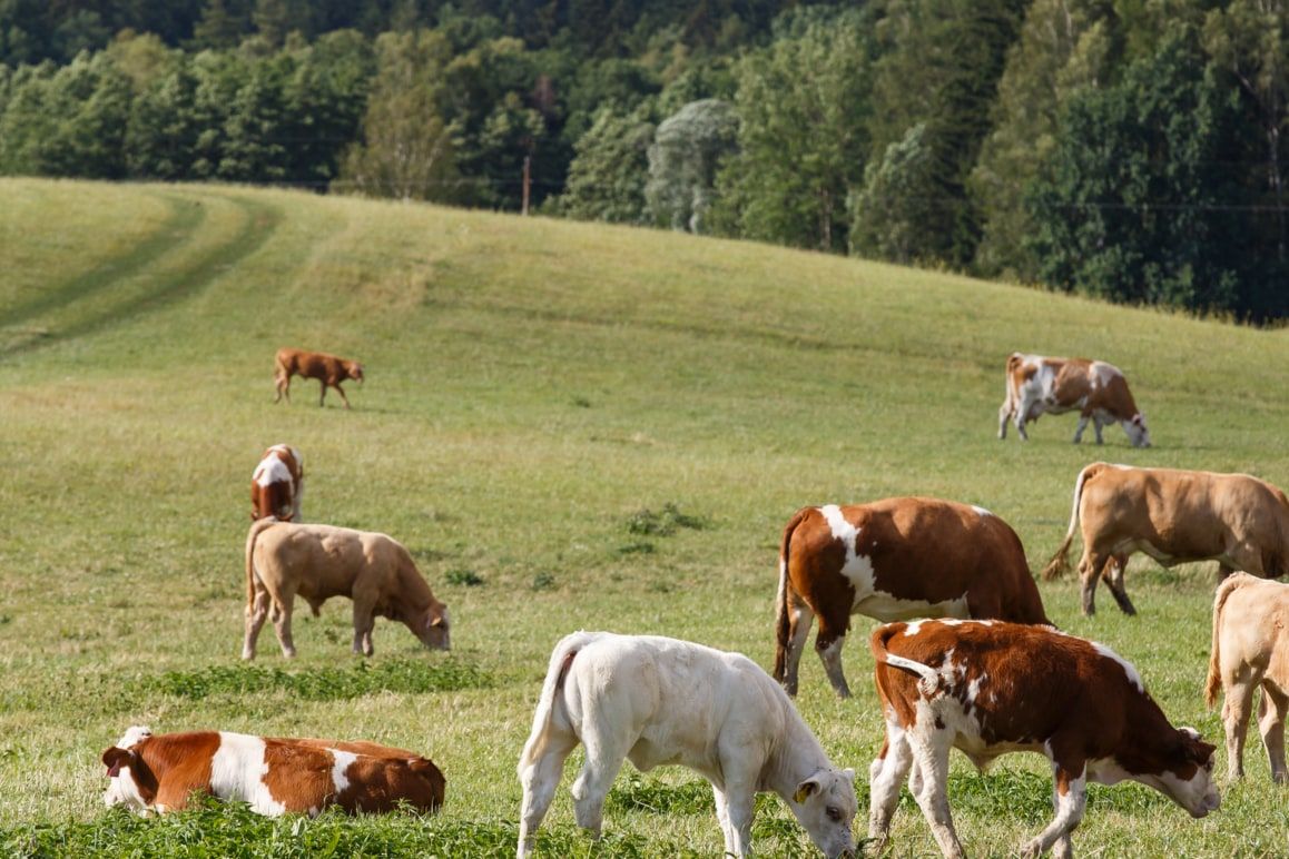 Cows grazing on a green hillside