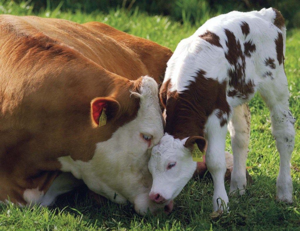 A cow with her calf in the meadow