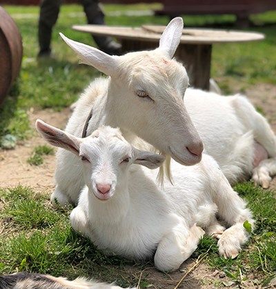 A goat with her kid, lying in the grass